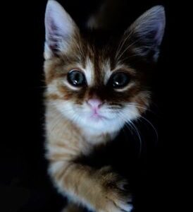 adorable-animal-baby