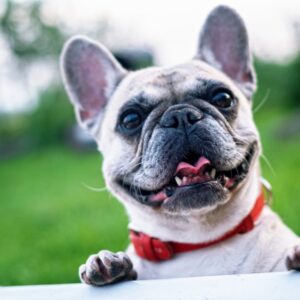 Pancreatic Enzyme Capsules for Dogs & Cats with Exocrine Pancreatic Insufficiency