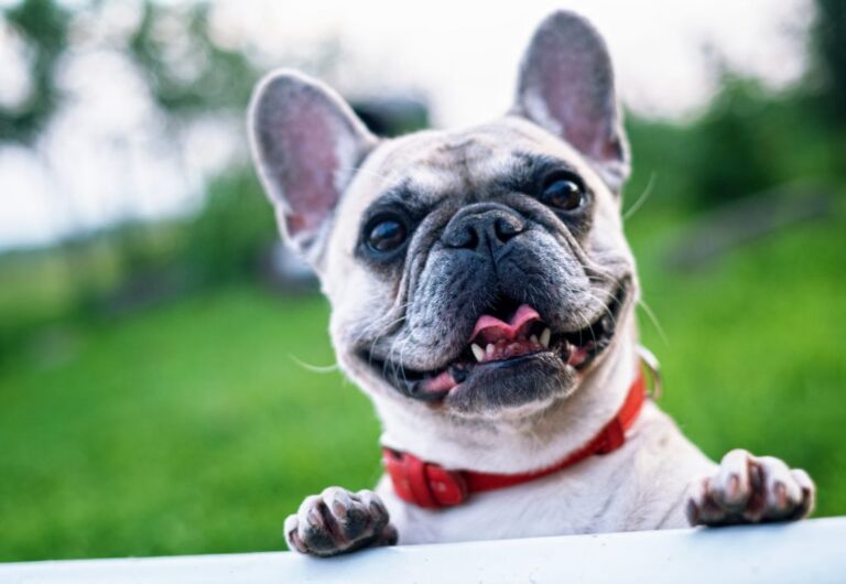 Pancreatic Enzyme Capsules for Dogs & Cats with Exocrine Pancreatic Insufficiency