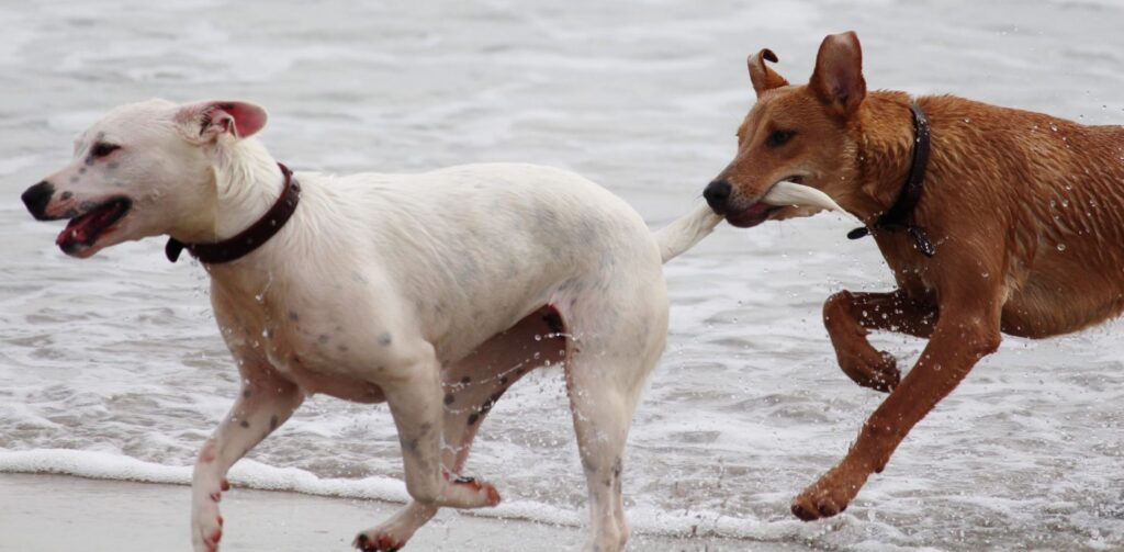animals-beach-dogs