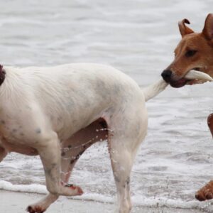 animals-beach-dogs