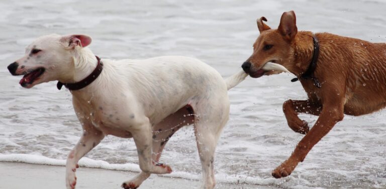 animals-beach-dogs