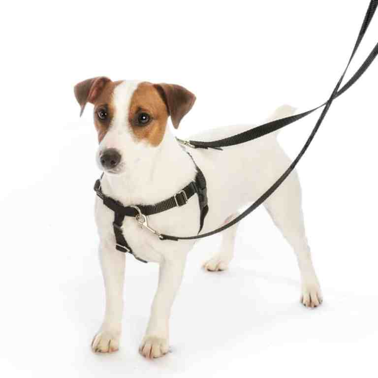 The freedom no pull dog harness will help your dog to stop pulling, making every dog walk a much more enjoyable experience
