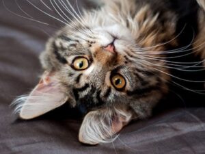 cat