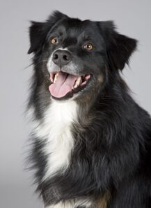 adorable-animal-canine