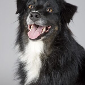 adorable-animal-canine