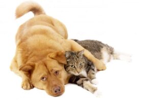 dog hugging cat