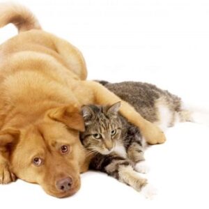 dog hugging cat
