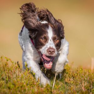 dog running