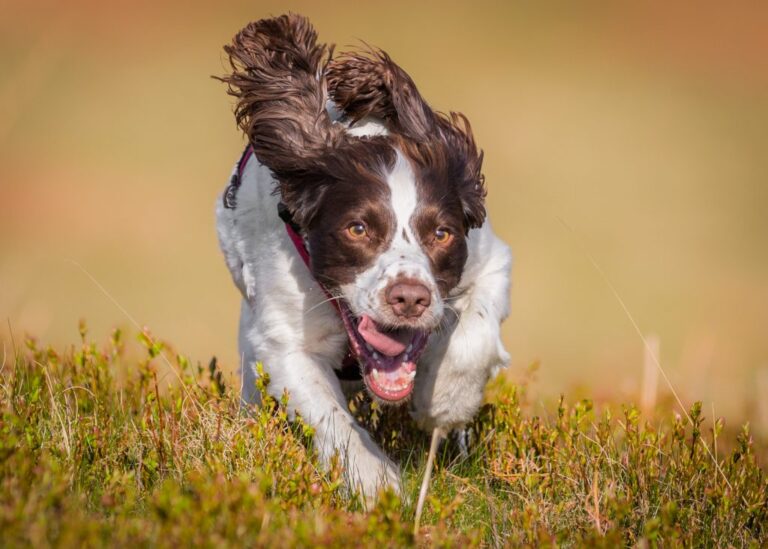 dog running