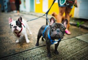 dogs on walk