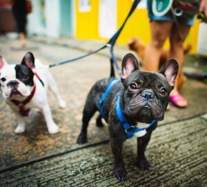 dogs on walk