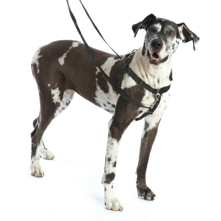 dog with black harness