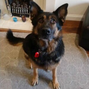 dog