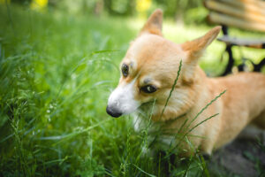 Pembroke-Welsh-Corgi-eating-grass-in-the-park