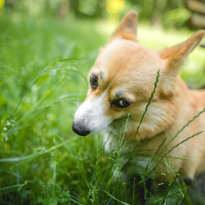 Pembroke-Welsh-Corgi-eating-grass-in-the-park