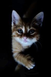 kitten
