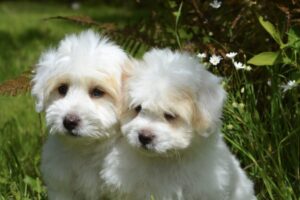 adorable-animal