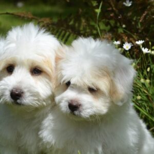adorable-animal