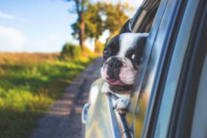 adorable-animal-canine