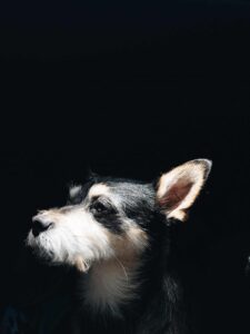 animal-black-background-canine