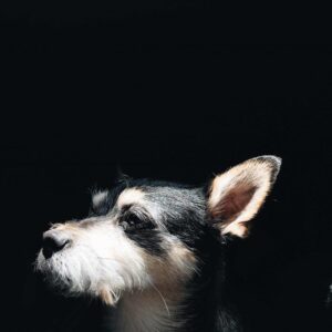 animal-black-background-canine