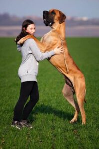 dog standing