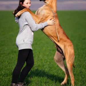 dog standing