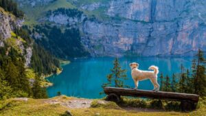 beautiful-conifers-dog