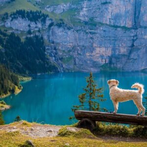 beautiful-conifers-dog