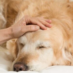 Golden-Retriever-Dog