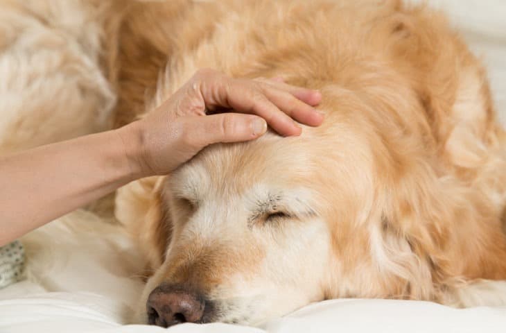 Golden-Retriever-Dog