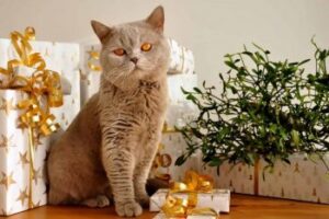cat with presents