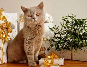 cat with presents