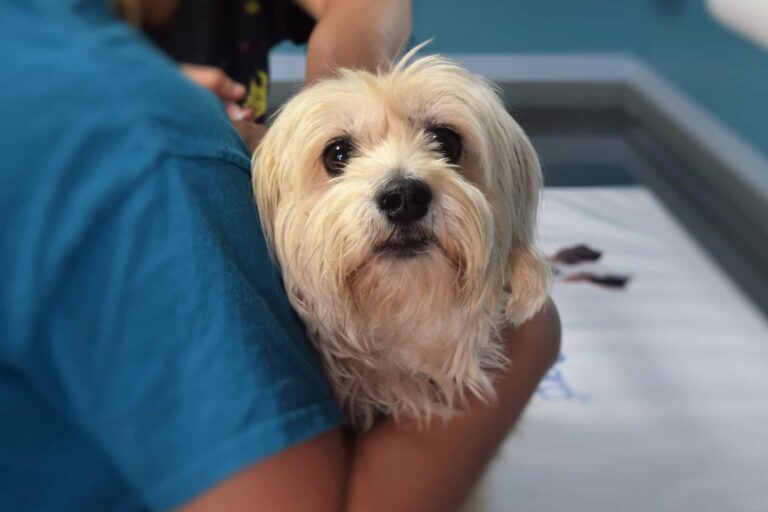 dog at vets