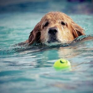 dog swimming