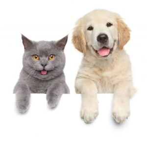 happy cat and dog