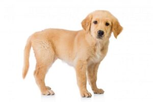 puppy