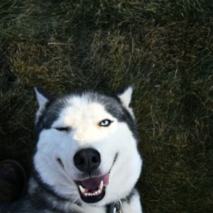 postbiotics-for-dogs-gut-health