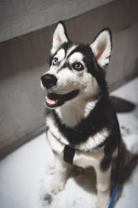 Dog digestive health supported by pancreatic enzymes and nutrient absorption