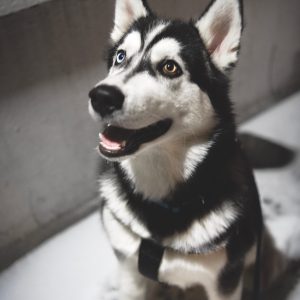 Dog digestive health supported by pancreatic enzymes and nutrient absorption