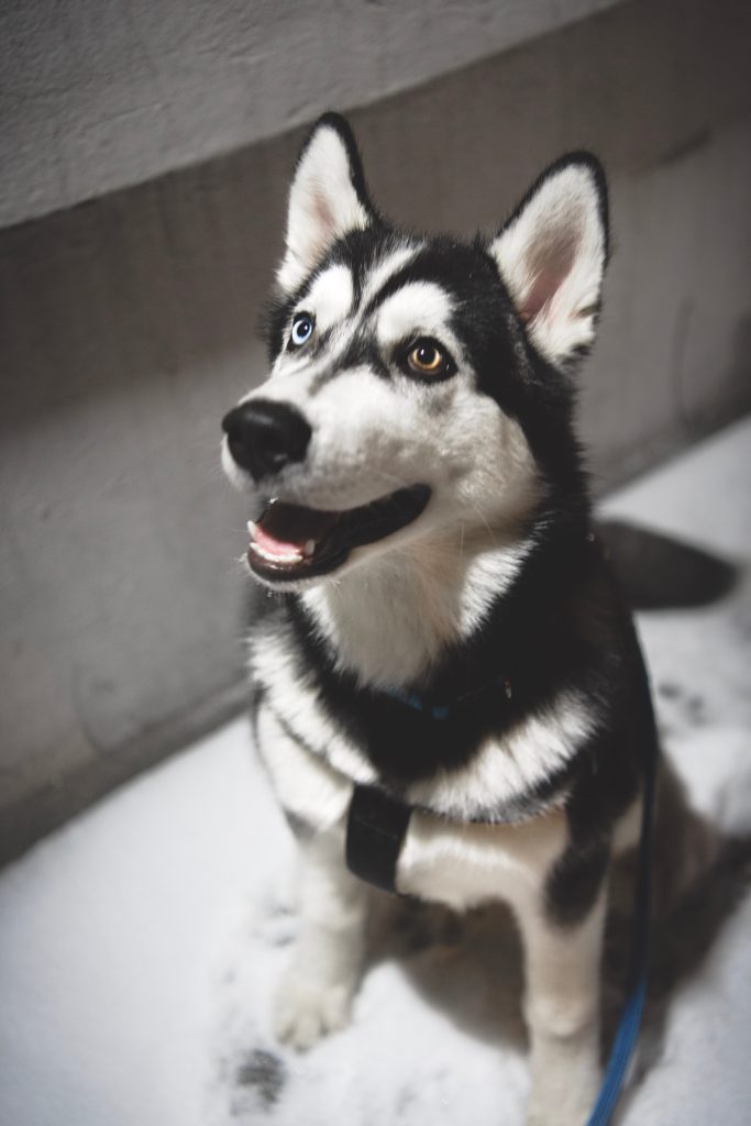 Dog digestive health supported by pancreatic enzymes and nutrient absorption