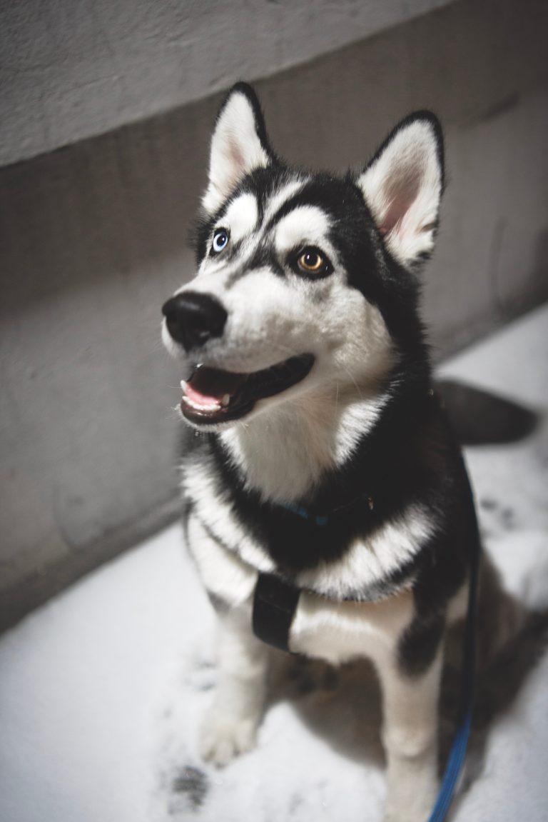 Dog digestive health supported by pancreatic enzymes and nutrient absorption