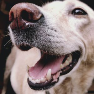 B12 deficiency in dogs symptoms infographic