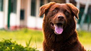 Healthy dog supported by potassium gluconate for kidney health
