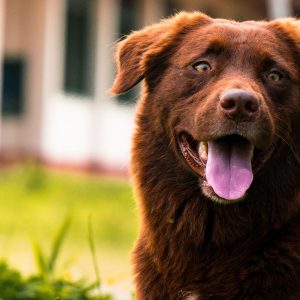 Healthy dog supported by potassium gluconate for kidney health