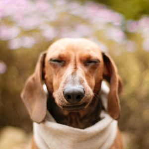 Active dog with healthy joints supported by collagen