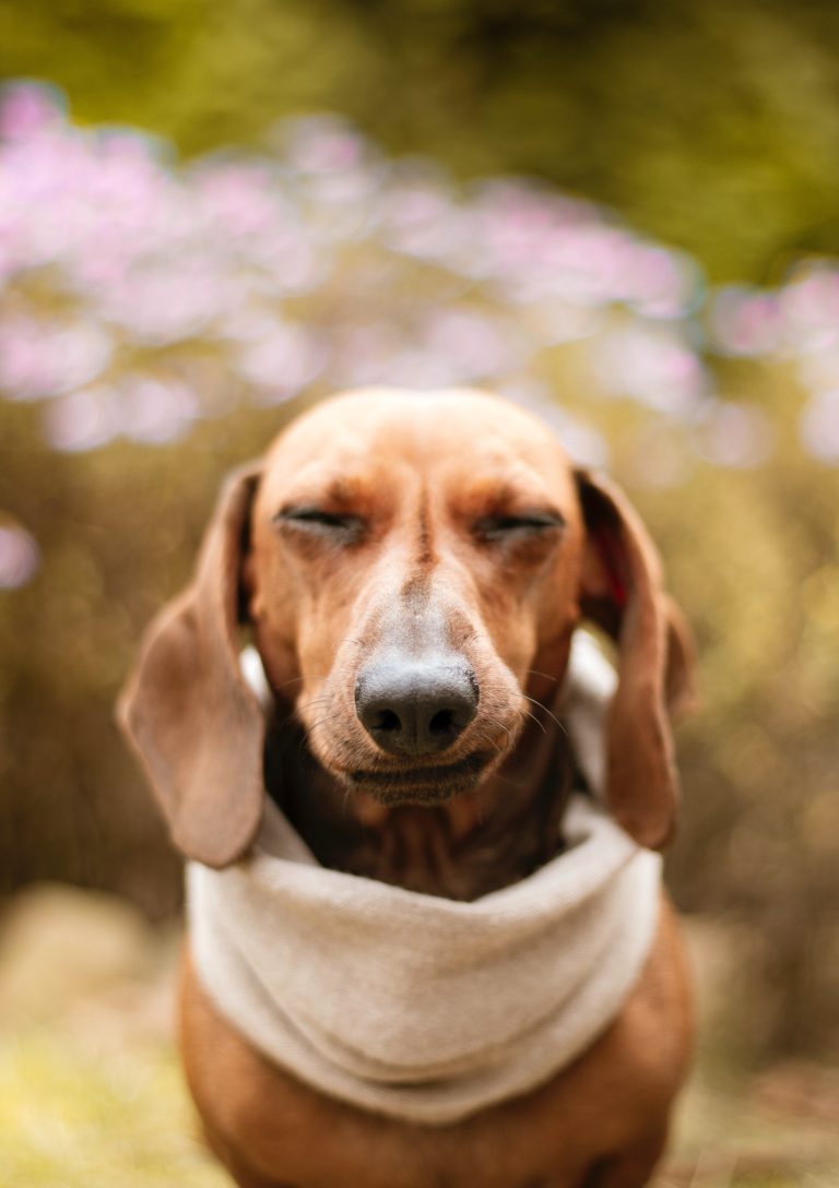 Active dog with healthy joints supported by collagen