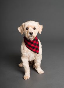 What are probiotics, prebiotics and postbiotics are important for your dog
