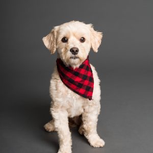 What are probiotics, prebiotics and postbiotics are important for your dog